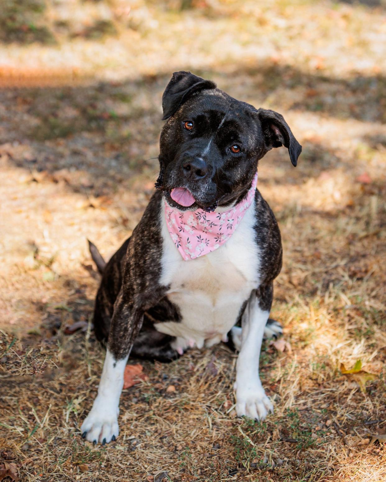 Bindie, age 4, is an American Pit Bull Terrier Mix available for adoption at Kentucky Humane Society