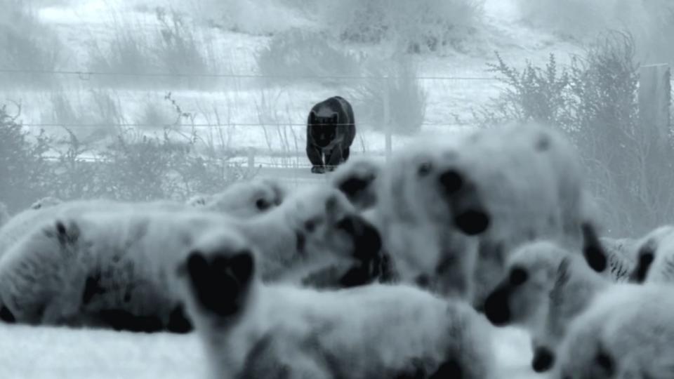 heat cameras show a puma stalking a herd of sheep in the foreground