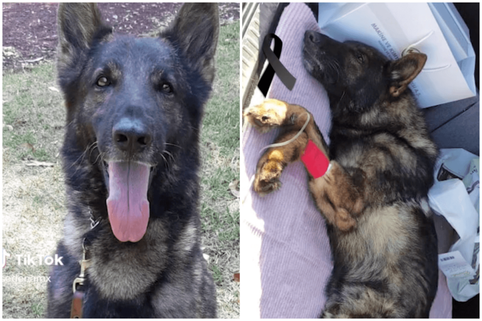 墨西哥搜救犬Proteo赴土耳其救援期間不幸罹難。（翻攝自sedenamx TikTok）