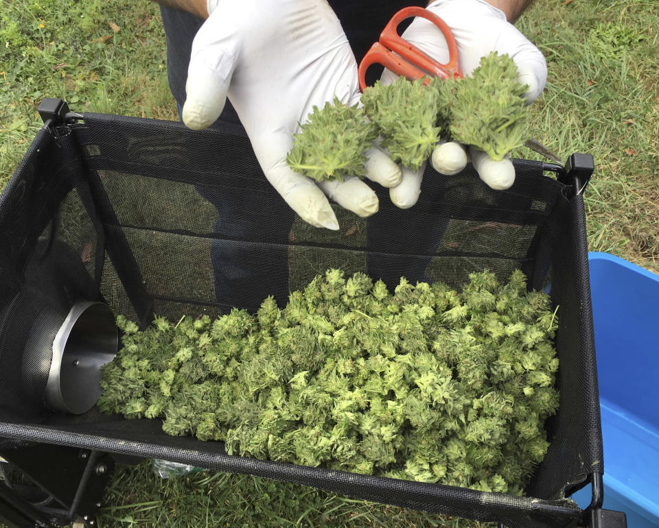 FILE - In this Sept. 30, 2016 file photo, a marijuana harvester examines buds going through a trimming machine near Corvallis, Ore. A federal judge in Oregon has ruled that a racketeering lawsuit brought by a vineyard against a neighboring marijuana operation can go forward despite attempts to have it dismissed, a ruling that could increase the odds for vineyards and other agricultural businesses that have so far pursued large cannabis farms in their backyards with limited success. (AP Photo/Andrew Selsky, File)