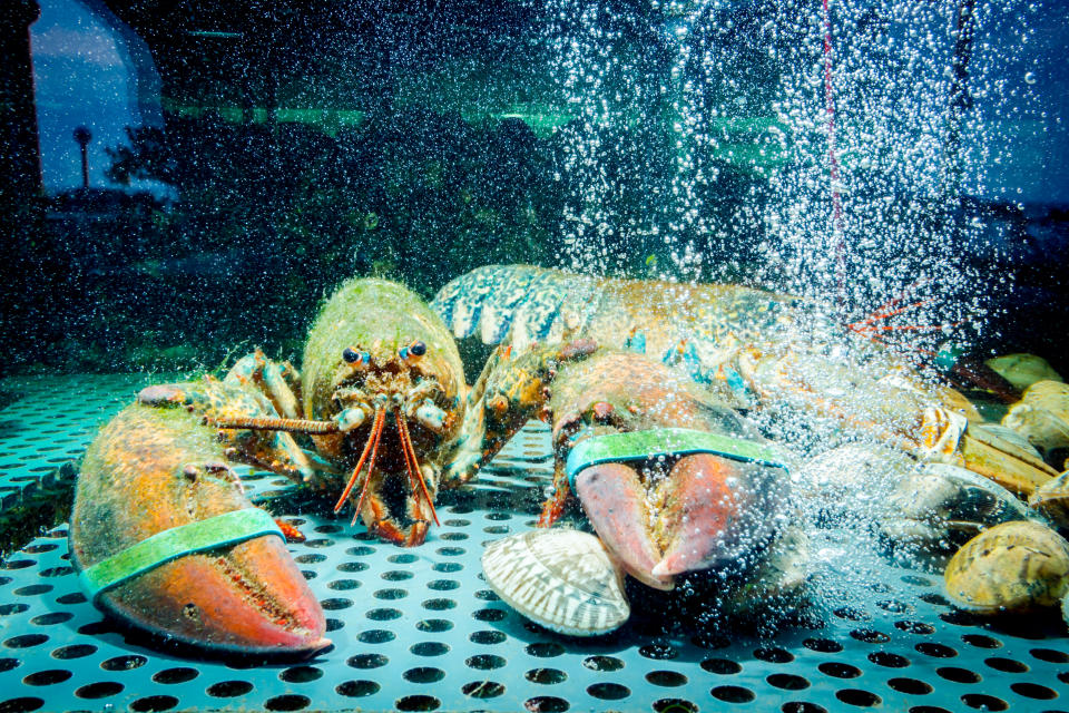 A lobster inside a tank looking to camera. It's claws have been tied.