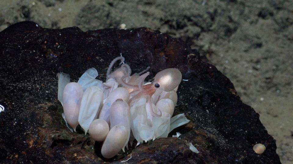 A picture shows a baby octopus emerging from its egg.