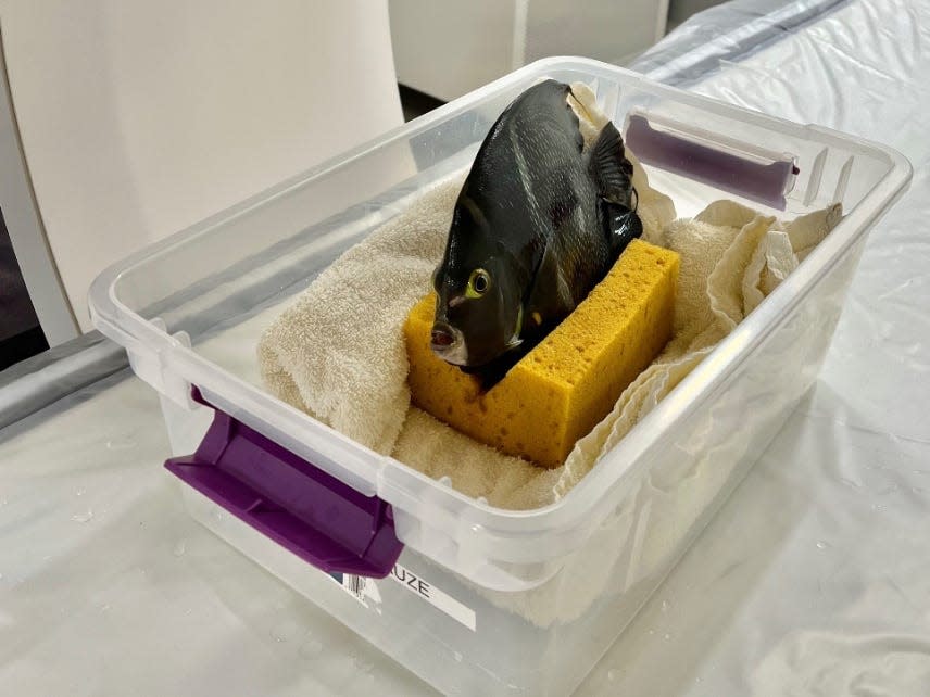 angelfish on a sponge in a plastic tupperware container at the hospital