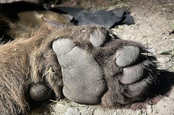 PHOTO: A black bear caught in a natural area of the western Santa Monica Mountains on April 23, 2023, south of the 101 Freeway in the Los Angeles area. (National Park Service via AP)