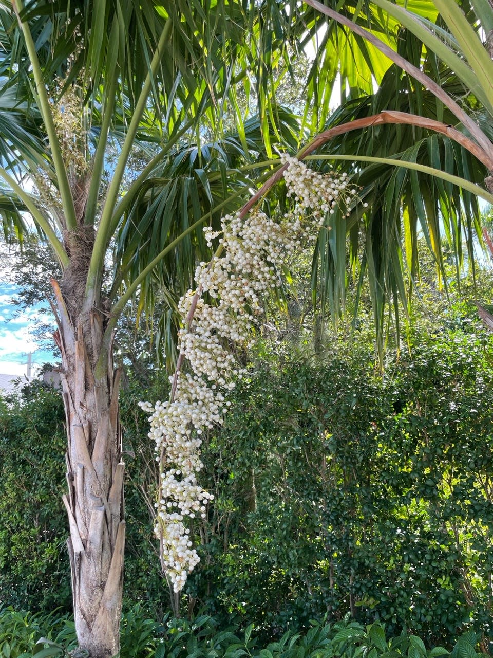 The thatch palm is happy in sun or shade.