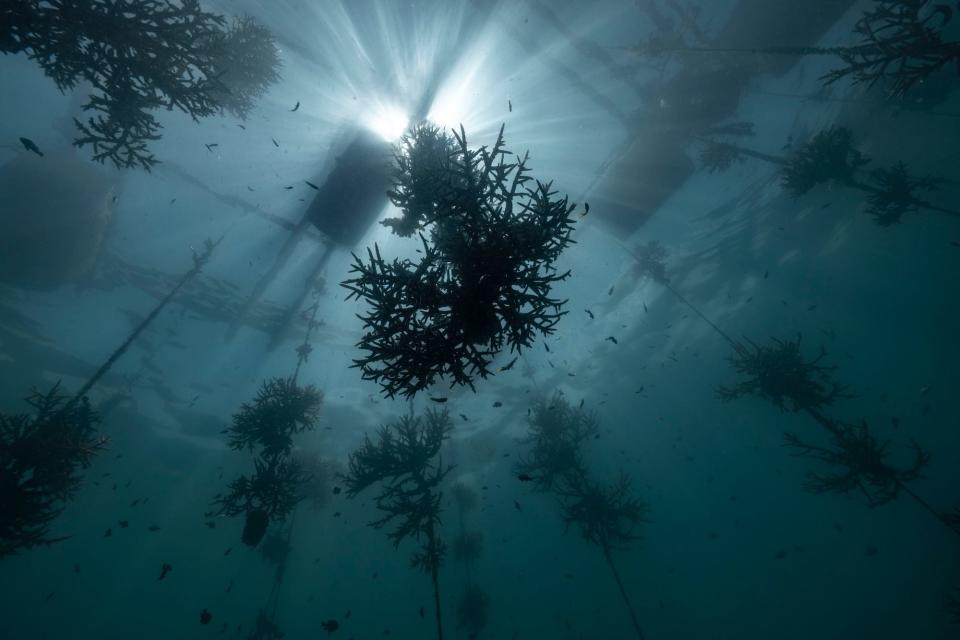 A hanging nursery at a coral restoration site in Bali, Indonesia.