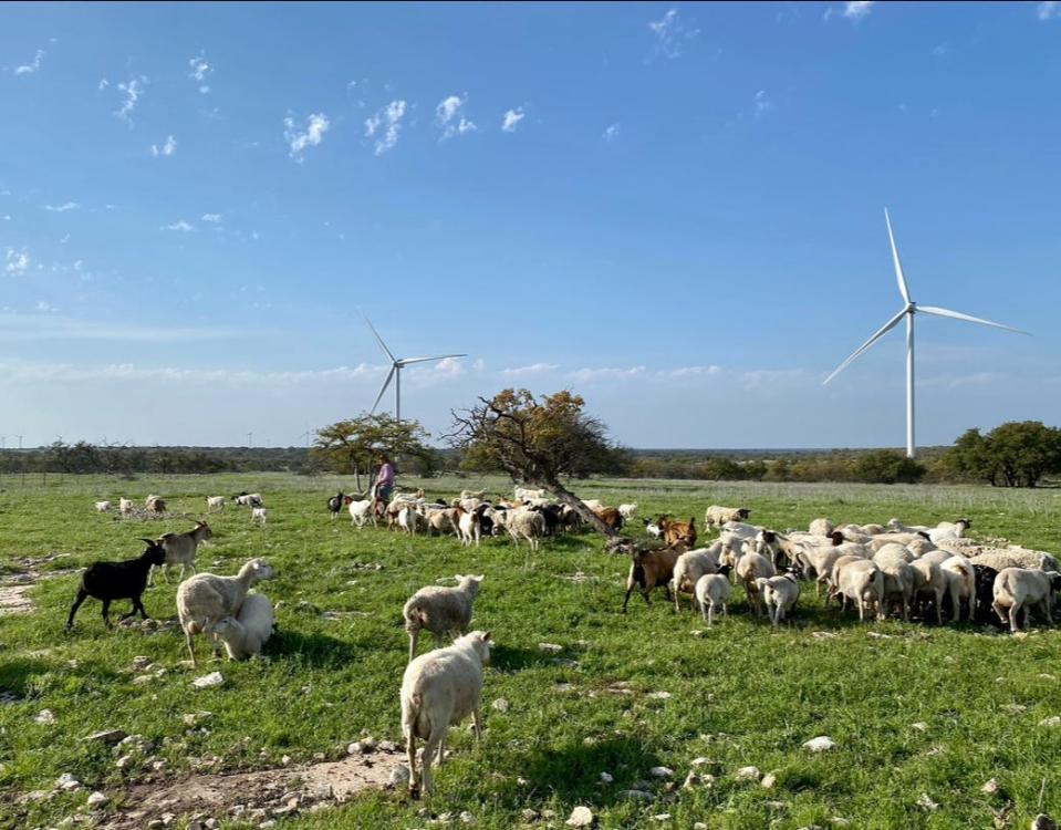 Livestock graze on green pasture with white wind turbines in the distance.