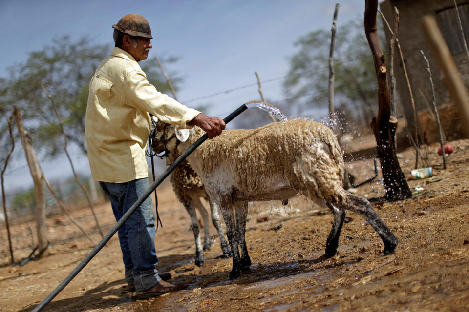 <p>Heleno Campos Ferreira, 65, pours water on sheep after fetching it from a well at a farm in Pocoes municipality in Monteiro, Paraiba state, Brazil, Feb. 13, 2017. (Photo: Ueslei Marcelino/Reuters) </p>