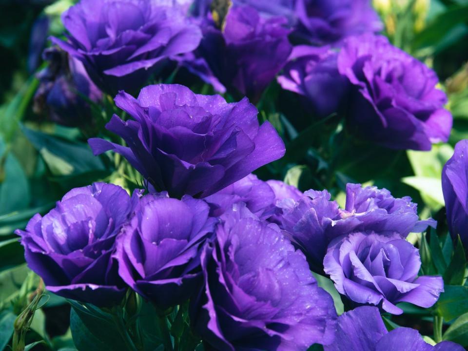 Deep purple Prairie Gentian (Eustoma grandiflorum) flowers growing in a bunch. 