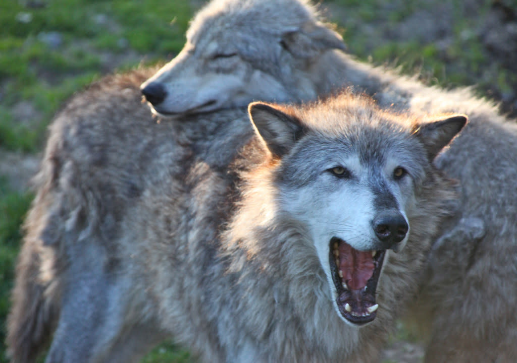 two gray wolves