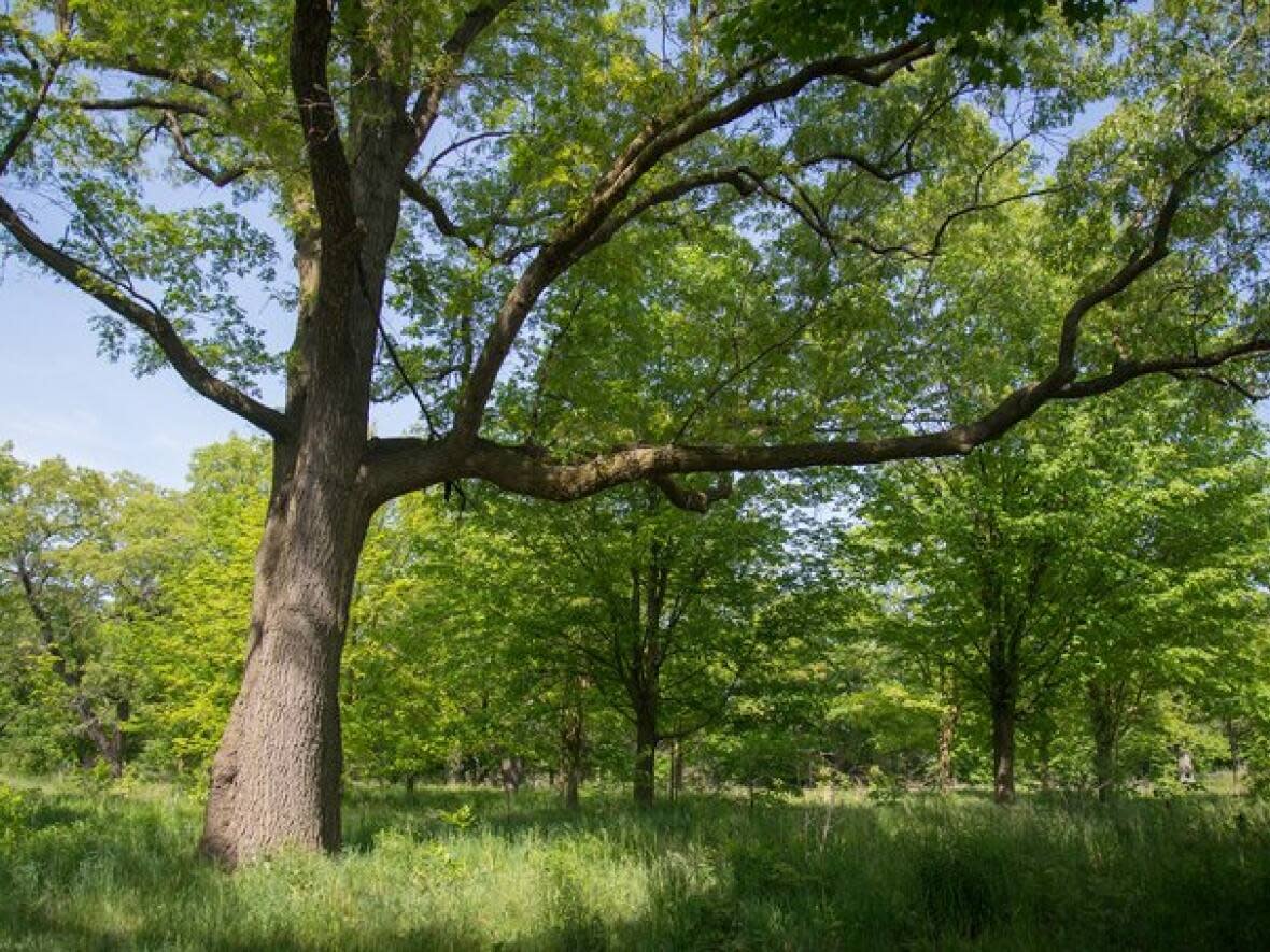 A public vote, held from April 21 to May 10, gave residents a choice of four trees — birch, maple, oak and pine. The oak, pictured here, received 47 per cent of the votes, the city said in a news release on Saturday. (Submitted by the City of Toronto - image credit)
