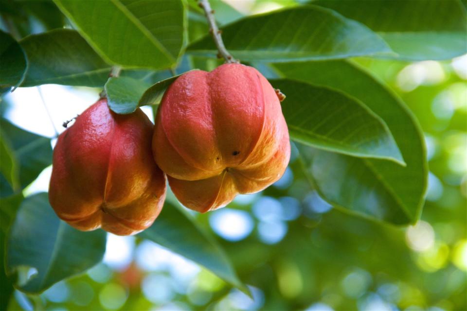 two ackees on a tree