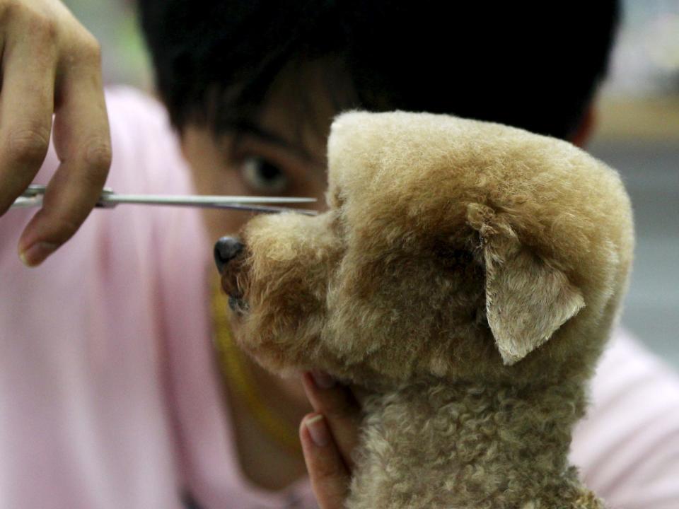 dog grooming