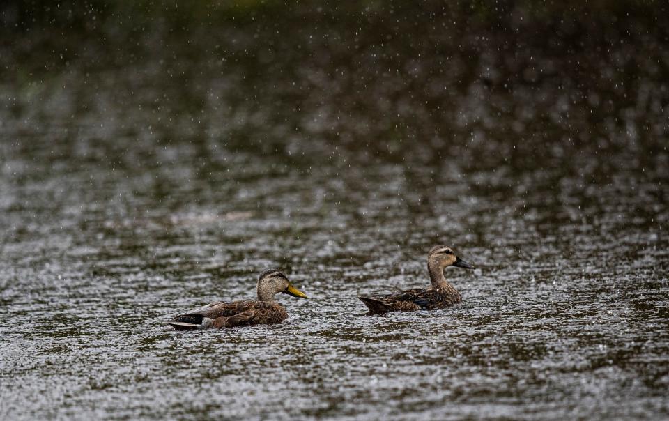 Ducks swim in a puddle on Lovers Key as rain falls on Friday, June 3, 2022.  A possible tropical depression/storm is heading towards Southwest Florida. 