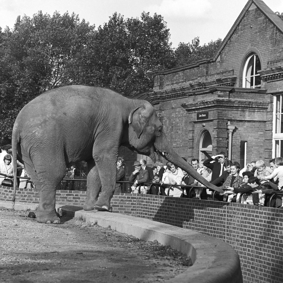 Elephant interacting with visitors at the London Zoo, London, UK, 1960. (Photo by Wilfred Frederick/Getty Images) - Getty