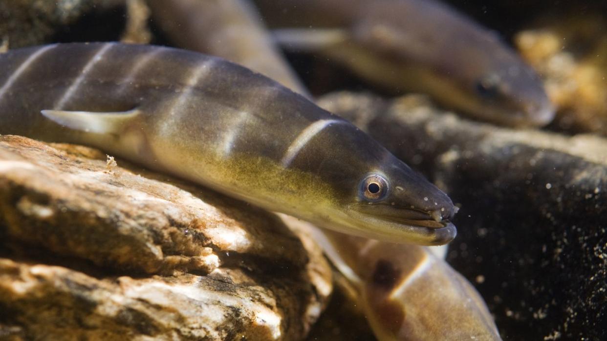 american eel