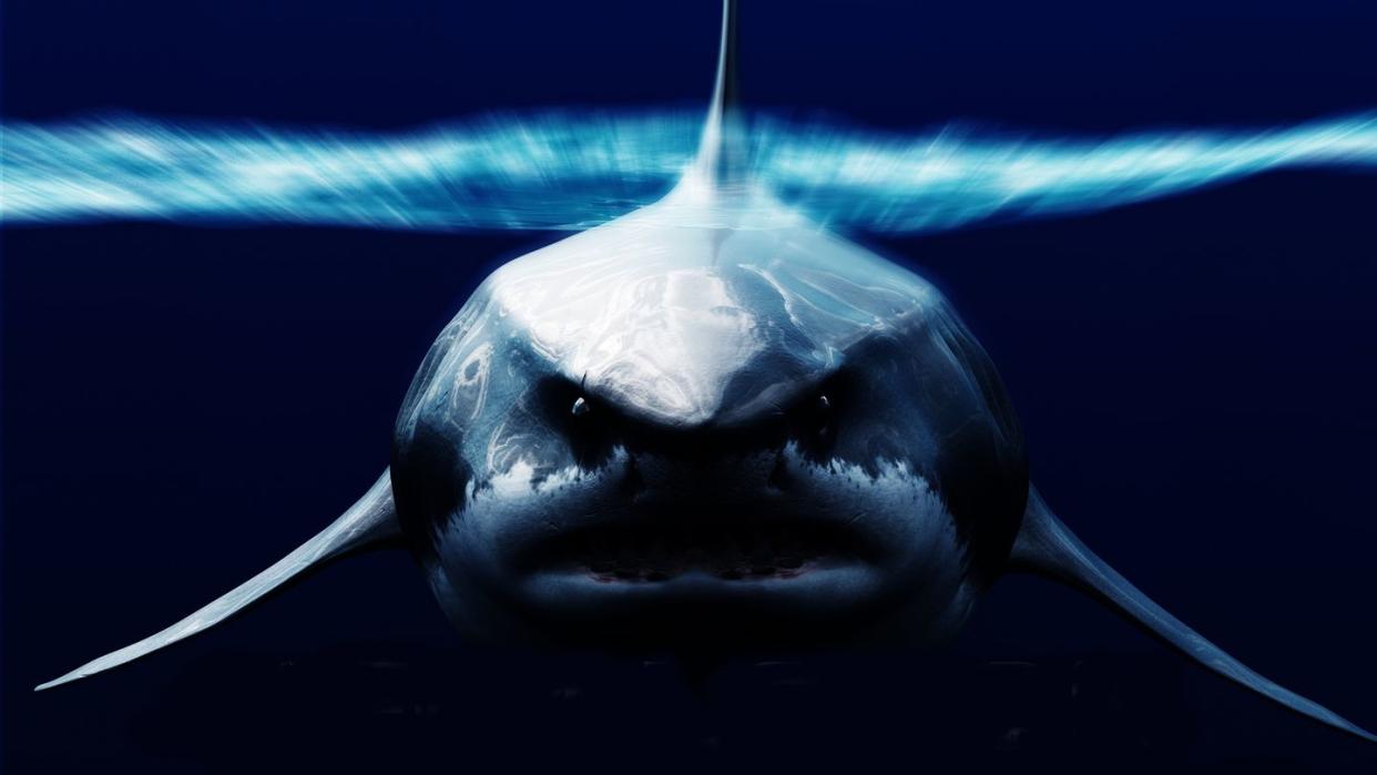 megalodon shark