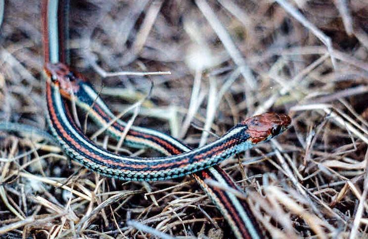 San Francisco garter snake (Thamnophis sirtalis tetrataenia) in the Golden Gate National Recreation Area in an undated photo.  / Credit: National Park Service / CBS San Francisco