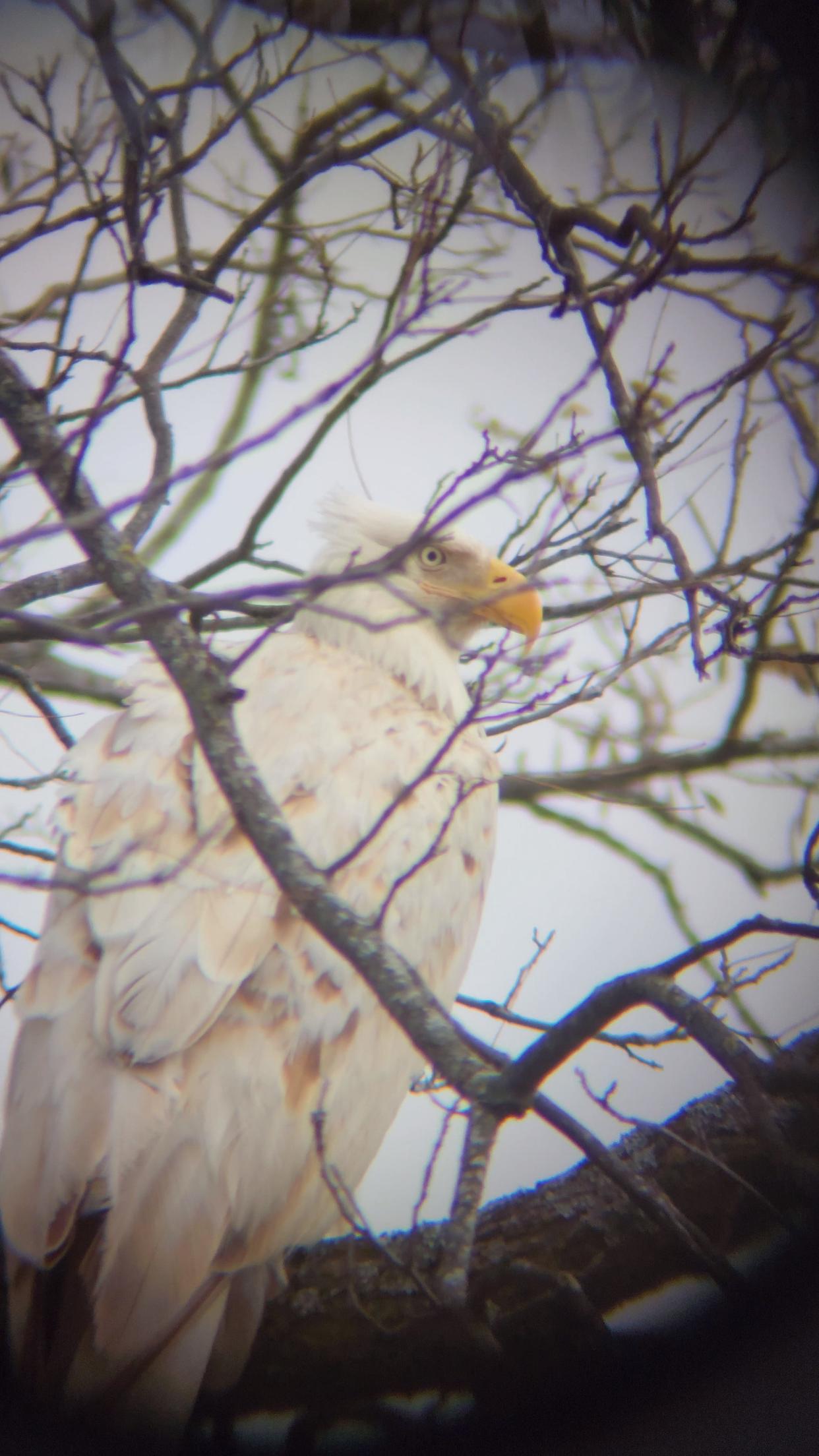 Justin Briley captured photos of the bird using his phone camera and spotting scope.