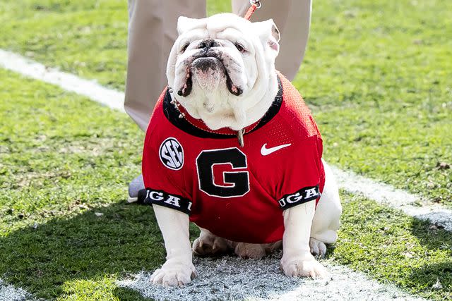 <p>Steve Limentani/ISI Photos/Getty</p> UGA X (Que) prepares to turn the collar over to UGA XI during a game between Georgia Bulldogs Red and Georgia Bulldogs Black at Sanford Stadium