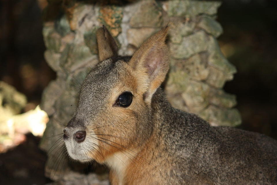 特倫瑟猴子森林的巴塔哥尼亞豚鼠 (Photo by Postdlf, License: CC BY-SA 3.0, Wikimedia Commons提供)