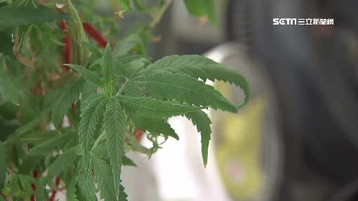 民眾認為美國肺病事件可能與大麻文化有關。