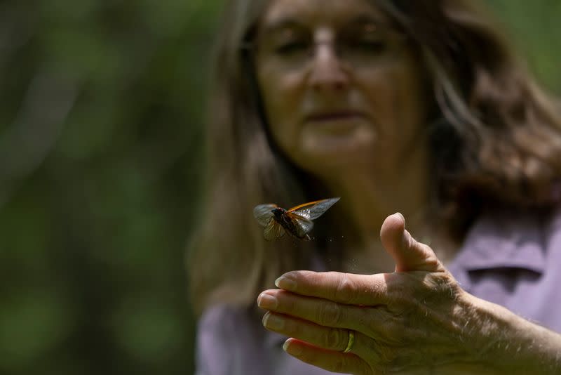 WIDER IMAGE-Acercarse a las cigarras para encontrar pistas sobre el cambio climático