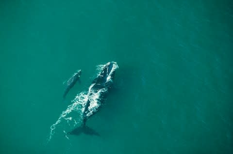 Spot southern right whales in South Africa between June and November - Credit: getty