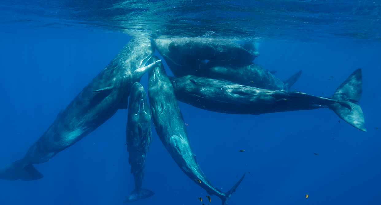 Sperm whales are listed as vulnerable on the IUCN Red List of Threatened Species. Source: Getty (File)