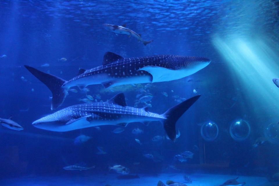 能登島水族館近日發布悲訊，表示館內的2隻明星鯨鯊因為強震過世了。（翻攝自のとじま水族館臉書）