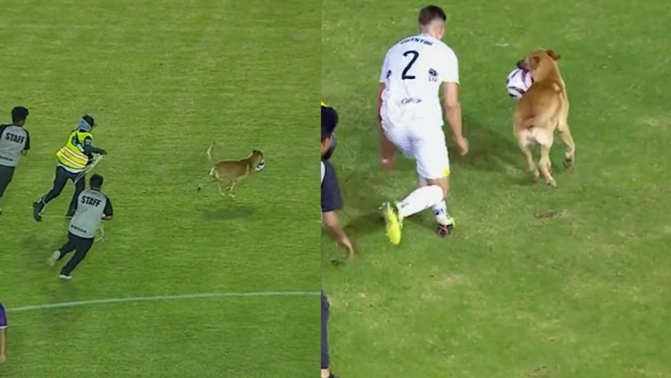 Perrito se roba el show en Liga de Expansión MX. (Captura X/@ESPNDeportes)