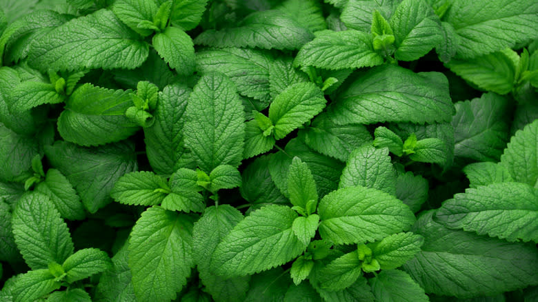 a thicket of lemon balm leaves