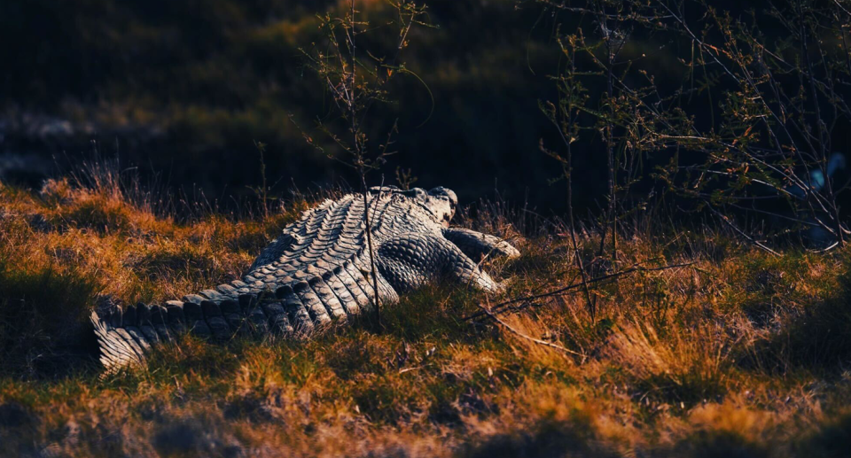 A large male crocodile on land.
