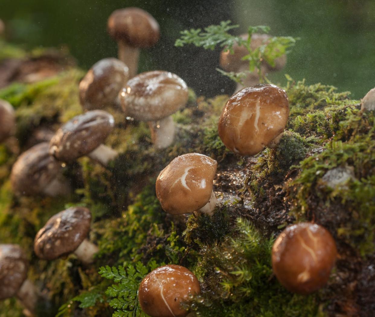 <span class="caption">Cultivo de setas shiitake (_Lentinula edodes_).</span> <span class="attribution"><a class="link " href="https://www.shutterstock.com/es/image-photo/shiitake-mushroom-growing-on-trees-227880241" rel="nofollow noopener" target="_blank" data-ylk="slk:Shutterstock / puttography;elm:context_link;itc:0;sec:content-canvas">Shutterstock / puttography</a></span>