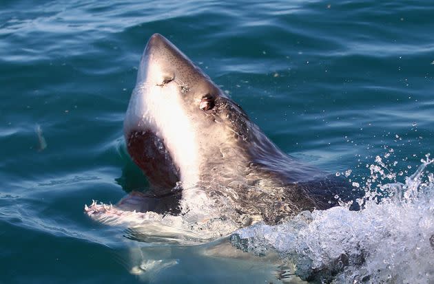 A great white shark swims in Shark Alley in Gansbaai, South Africa, in 2010. (Photo: Ryan Pierse via Getty Images)