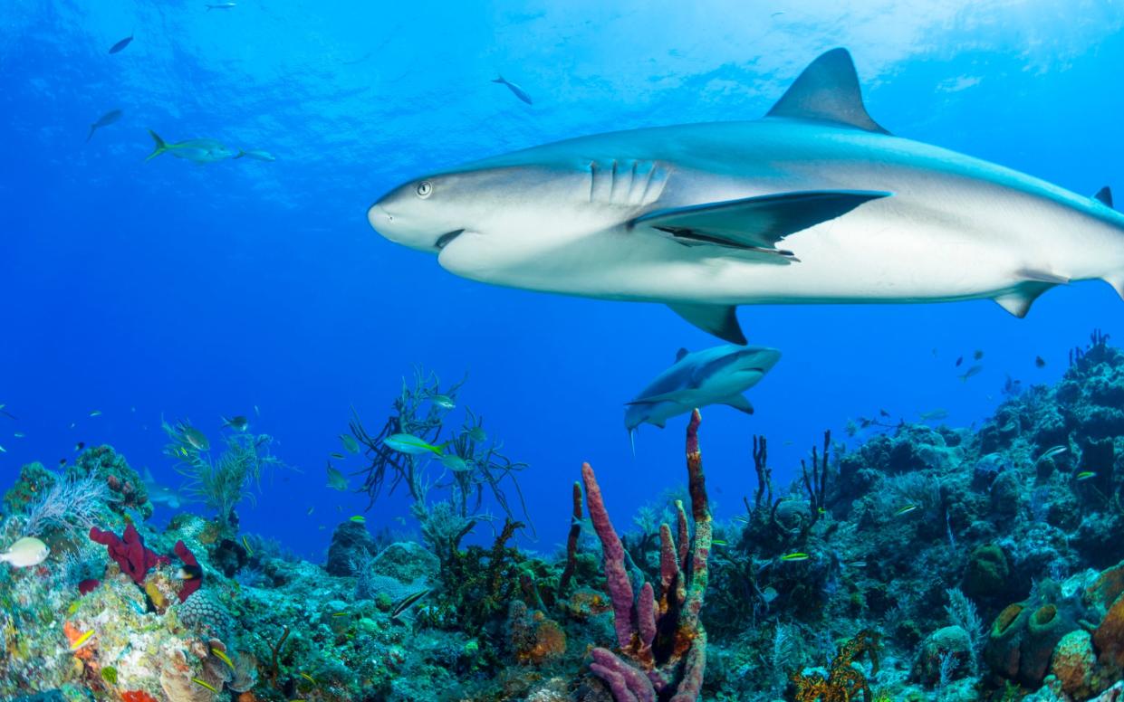 Caribbean reef sharks rarely attack humans - CORBIS