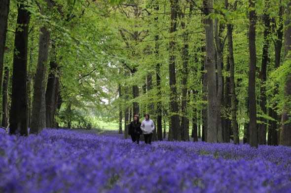 bluebell woods