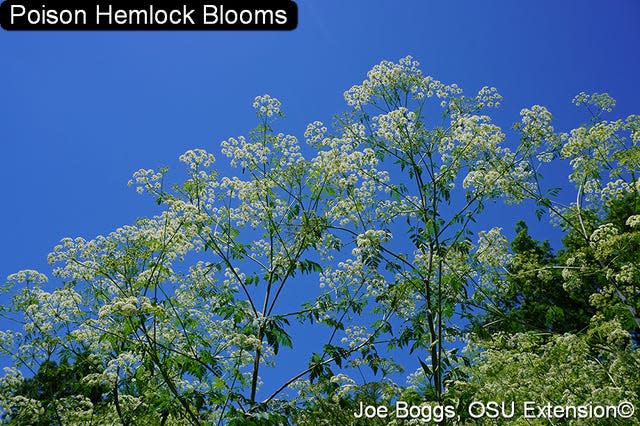 Poison hemlock is native to Europe and was introduced into North America in the 1800s as an ornamental plant.