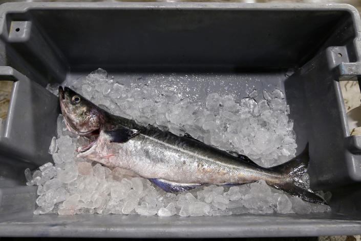 An Atlantic pollock sits on ice at the Portland Fish Exchange in Portland, Maine on Thursday, May 5, 2016.