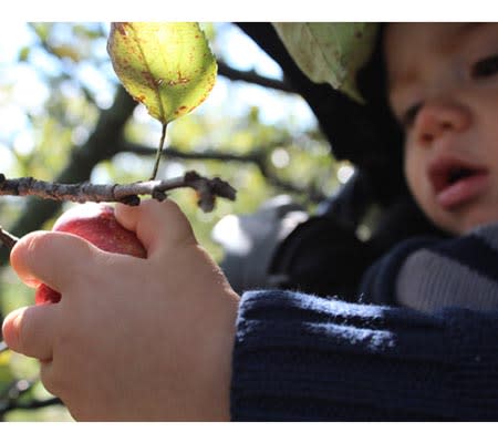 Photo by: Nadia Carriere<br><br><b>Hand-eye coordination</b> <br> Pull up the stroller or wagon and let your little one go to town. Picking apples is great for hand-eye coordination and once they've picked it, they have a sweet reward.