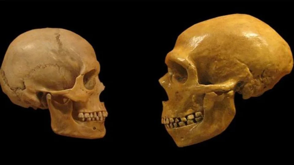 Existen pocos casos (conocidos) de hibridación con descendencia fértil pero, nosotros mismos, somos un ejemplo | Comparativa de cráneo de sapiens y neandertal