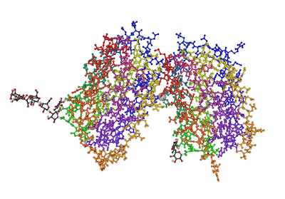 Interferons are involved in antiviral immune responses. <a href="https://commons.wikimedia.org/wiki/File:1AU1_Human_Interferon-Beta05.png" rel="nofollow noopener" target="_blank" data-ylk="slk:Nevit Dilmen/Wikimedia Commons;elm:context_link;itc:0;sec:content-canvas" class="link ">Nevit Dilmen/Wikimedia Commons</a>, <a href="http://creativecommons.org/licenses/by-sa/4.0/" rel="nofollow noopener" target="_blank" data-ylk="slk:CC BY-SA;elm:context_link;itc:0;sec:content-canvas" class="link ">CC BY-SA</a>