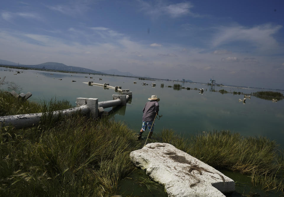 Juan Hernández entra en el río Texcoco para recolectar ahuautle, conocido como caviar mexicano, cerca de Ciudad de México, el martes 20 de septiembre de 2022. Hernández vadea las verdosas aguas del Nabor Carrillo -un lago artificial poco profundo que se creó en las áreas secas del Texcoco- para iniciar la recolección de las ramas de pino que una semana antes enterró en el lecho lacustre para atraer a las chinches y lograr que depositaran sus huevecillos. (AP Foto/Fernando Llano)