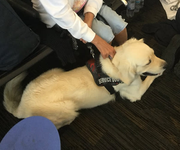 Nugget, el padre de los cachorros. Twitter.com/TampaFireRescue