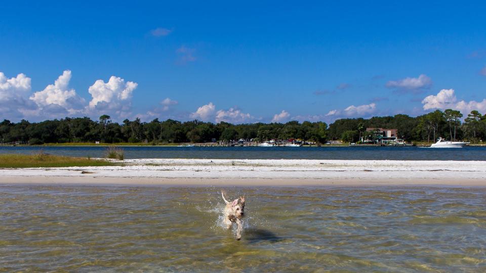 Best dog friendly beaches