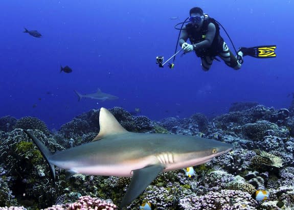 Shark ecotourism currently generates more than $314 million annually, according to researchers from the University of British Columbia in Canada.