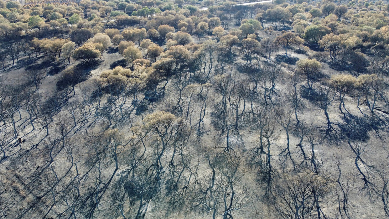 Vista aérea del incendio forestal en Tabara, Zamora (España) en julio 2022 | imagen REUTERS/Juan Medina