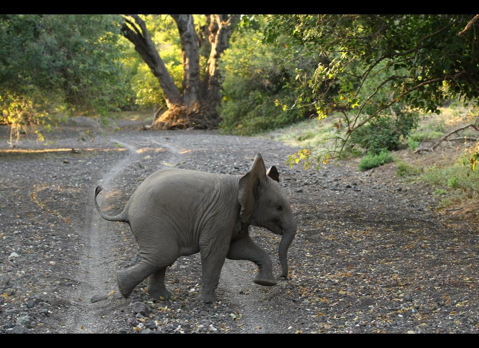 A baby elephant crosses a dry river bed at Mashatu.    <em>Photo by Cameron Spencer/Getty Images</em>