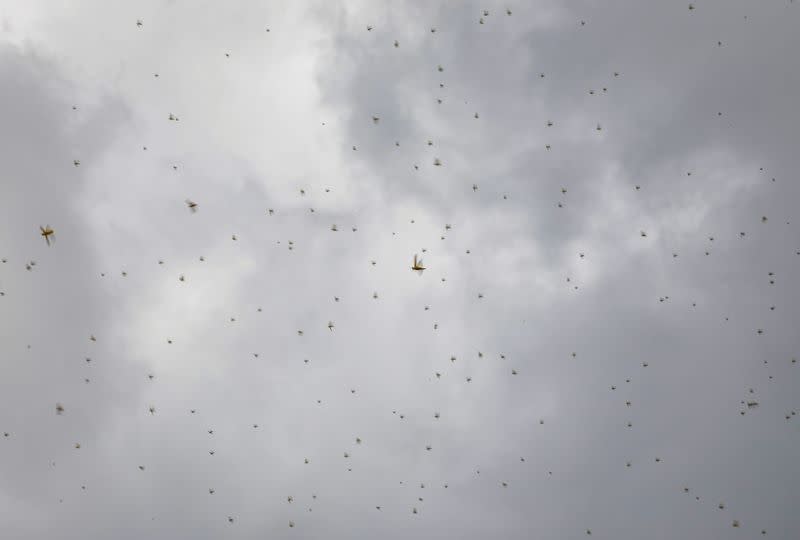 A locusts swarm is seen in flight near the town of Kithimani
