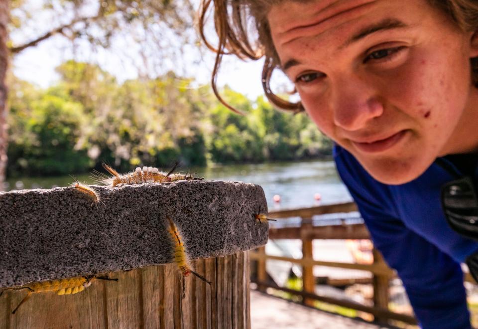Sam Wintree checks out some of the caterpillars as they swarmed on a railing at KP Hole Park.